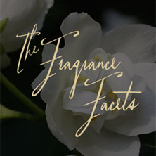 UNTOLD: The Fragrance Facet